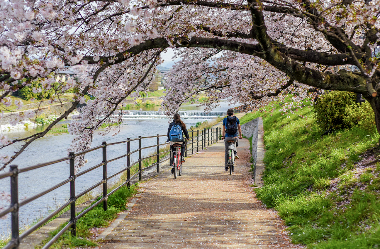 A couple biking under the cherry blossoms in Japan.