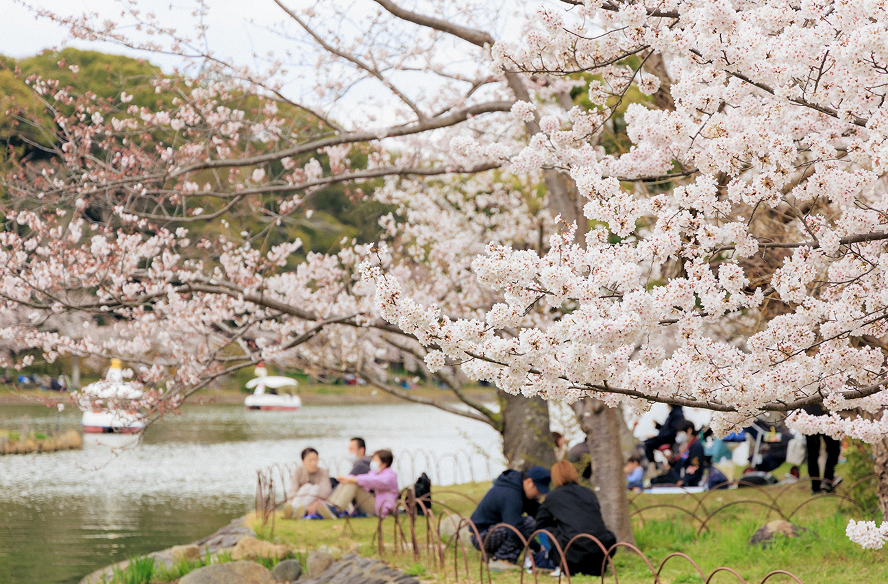 People enjoying hanami at Inokashira Park.