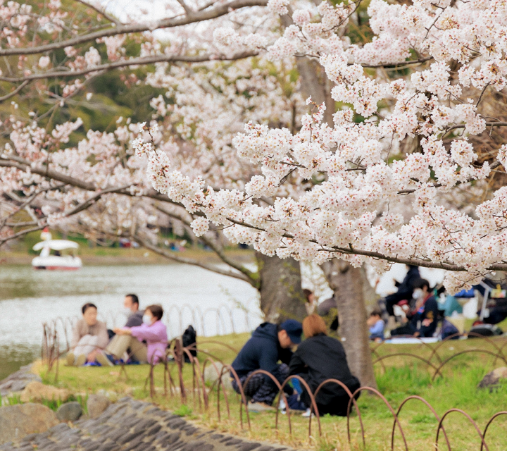 People enjoying hanami at Inokashira Park.