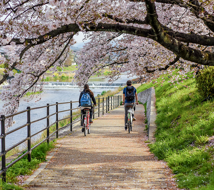 A couple biking under the cherry blossoms in Japan.