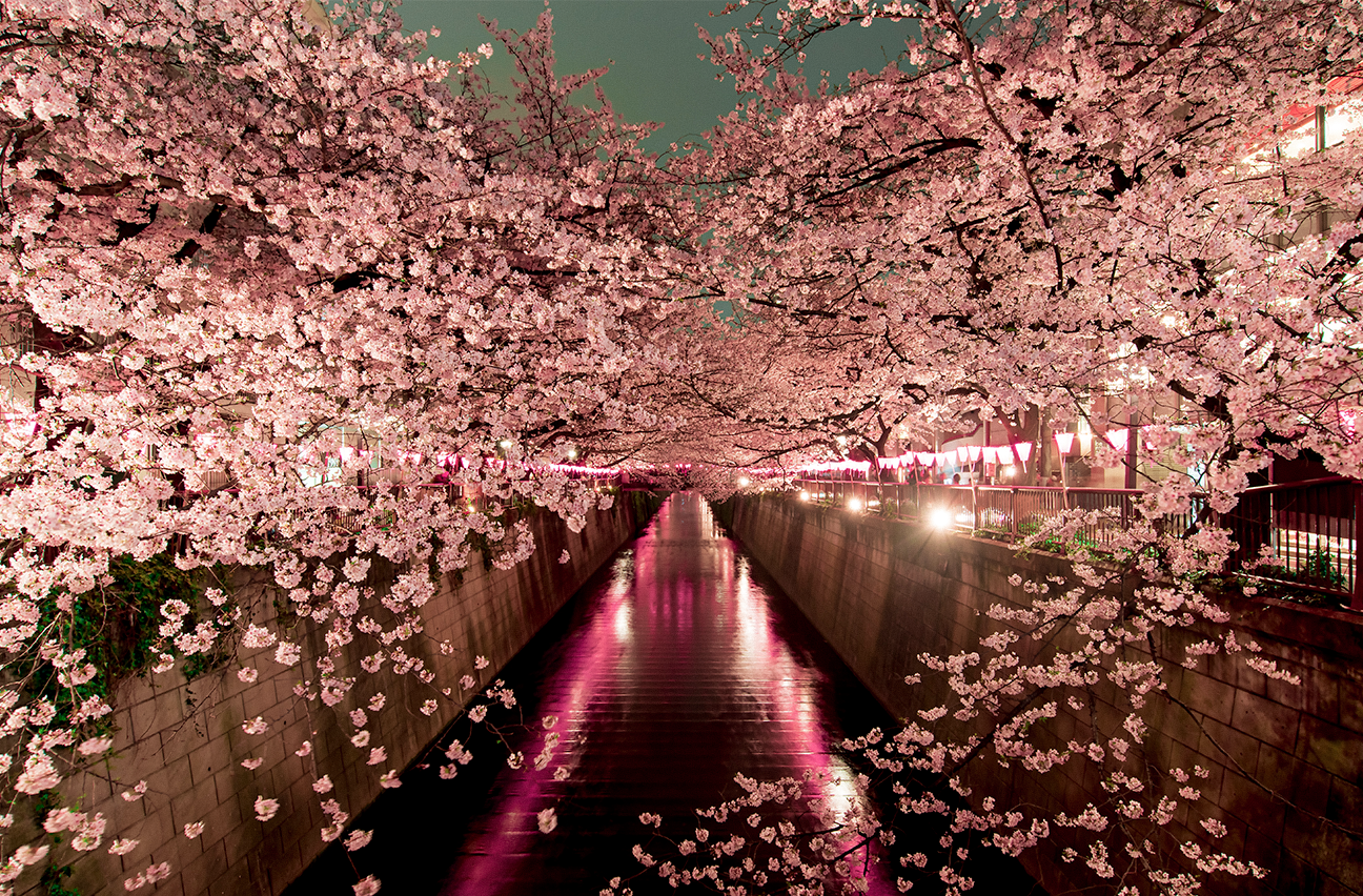 Cherry blossoms lit up along Meguro River 