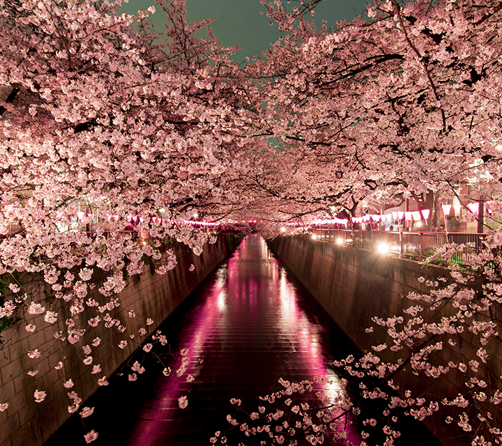 Cherry blossoms lit up along Meguro River 