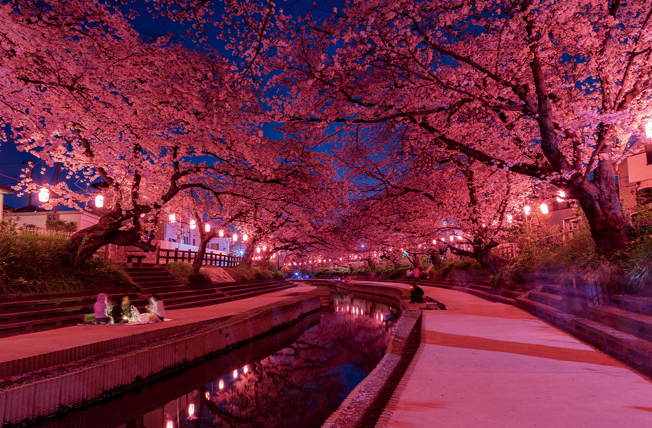 Neon pink cherry blossom trees at night 