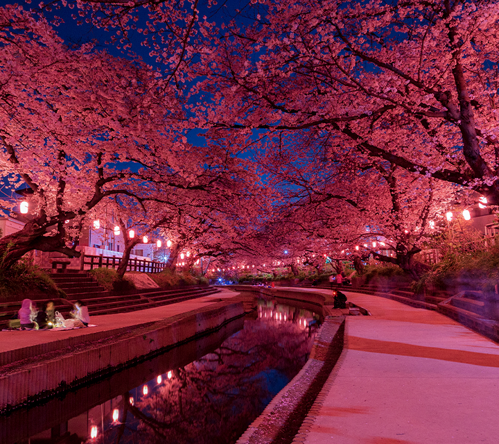 Neon pink cherry blossom trees at night 